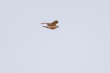 彼らを狙う美しいオオタカ（タカ科）と
飛翔する美しいカワラバト（ハト科）の大群。
英名学名：Rock Pigeon (Columba livia)
Northern Goshawk, Accipiter gentilis
神奈川県平塚市、岡崎の田んぼ-2025年

