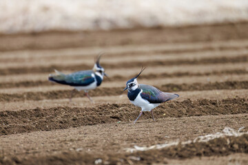 構造色が美しい田んぼの貴婦人ことタゲリ（チドリ科）の群れ
英名学名：Northern Lapwing (Vanellus vanellus, family comprising Charadriidae) 
神奈川県平塚市、岡崎の田んぼ-2025年
