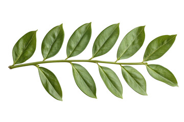 Leafy green branch with a few leaves on it, isolated
