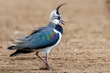 構造色が美しい田んぼの貴婦人ことタゲリ（チドリ科）の群れ
英名学名：Northern Lapwing (Vanellus vanellus, family comprising Charadriidae) 
神奈川県平塚市、岡崎の田んぼ-2025年
