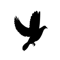 dove of peace