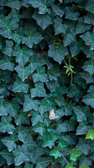 green leaves on the wall