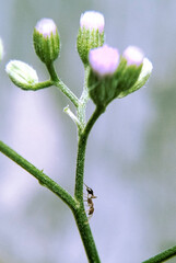 Cyanthillium cinereum (little ironweed, poovamkurunnila, monara kudumbiya, sawi langit) flower.