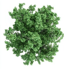 Real sycamore tree green view vegetation.