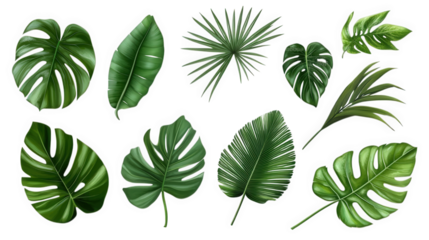 collection of various green leaves. showcasing different shapes and textures. ideal for design or botanical references the leaves are artistically arranged on a white background. emphasizing their vib