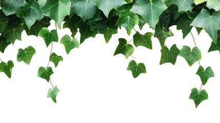 cluster of vibrant green ivy leaves cascading down from the top. set against a clean white background this natural element adds a touch of freshness and can be used for various design purposes. such a