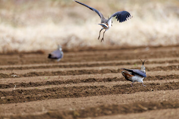 同族と喧嘩している。
飛翔する構造色が美しい田んぼの貴婦人ことタゲリ（チドリ科）
英名学名：Northern Lapwing (Vanellus vanellus, family comprising Charadriidae) 
神奈川県平塚市、岡崎の田んぼ-2025年
