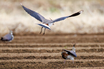 同族と喧嘩している。
飛翔する構造色が美しい田んぼの貴婦人ことタゲリ（チドリ科）
英名学名：Northern Lapwing (Vanellus vanellus, family comprising Charadriidae) 
神奈川県平塚市、岡崎の田んぼ-2025年
