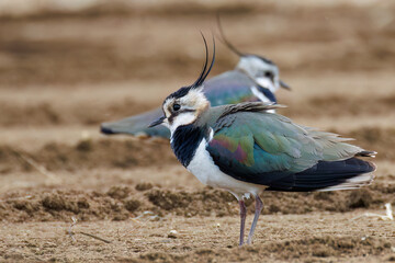 構造色が美しい田んぼの貴婦人ことタゲリ（チドリ科）の群れ
英名学名：Northern Lapwing (Vanellus vanellus, family comprising Charadriidae) 
神奈川県平塚市、岡崎の田んぼ-2025年

