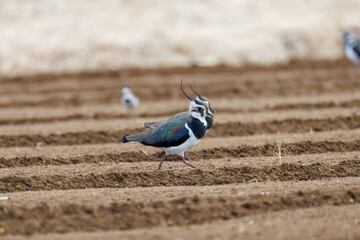 構造色が美しい田んぼの貴婦人ことタゲリ（チドリ科）の群れ
英名学名：Northern Lapwing (Vanellus vanellus, family comprising Charadriidae) 
神奈川県平塚市、岡崎の田んぼ-2025年
