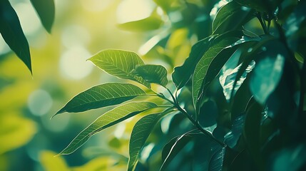 Obraz premium Lush Green Leaves with Sunlight Filtering Through for Natural and Fresh Aesthetic Background