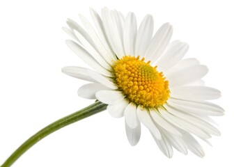 A daisy icon with a bright round center and simple white petals.