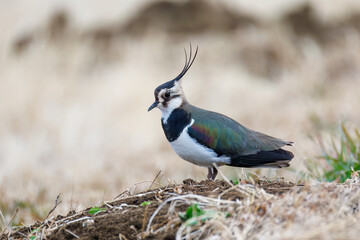 構造色が美しい田んぼの貴婦人ことタゲリ（チドリ科）の群れ
英名学名：Northern Lapwing (Vanellus vanellus, family comprising Charadriidae) 
神奈川県平塚市、岡崎の田んぼ-2025年
