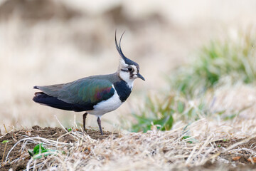 構造色が美しい田んぼの貴婦人ことタゲリ（チドリ科）の群れ
英名学名：Northern Lapwing (Vanellus vanellus, family comprising Charadriidae) 
神奈川県平塚市、岡崎の田んぼ-2025年
