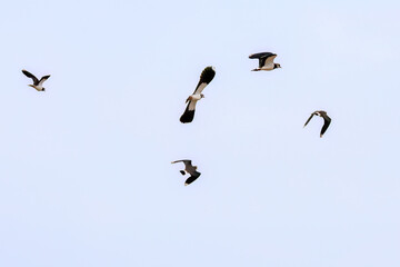 飛翔する構造色が美しい田んぼの貴婦人ことタゲリ（チドリ科）の群れ
英名学名：Northern Lapwing (Vanellus vanellus, family comprising Charadriidae) 
神奈川県平塚市、岡崎の田んぼ-2025年
