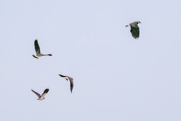 飛翔する構造色が美しい田んぼの貴婦人ことタゲリ（チドリ科）の群れ
英名学名：Northern Lapwing (Vanellus vanellus, family comprising Charadriidae) 
神奈川県平塚市、岡崎の田んぼ-2025年
