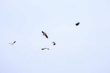 飛翔する構造色が美しい田んぼの貴婦人ことタゲリ（チドリ科）の群れ
英名学名：Northern Lapwing (Vanellus vanellus, family comprising Charadriidae) 
神奈川県平塚市、岡崎の田んぼ-2025年
