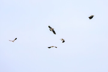 飛翔する構造色が美しい田んぼの貴婦人ことタゲリ（チドリ科）の群れ
英名学名：Northern Lapwing (Vanellus vanellus, family comprising Charadriidae) 
神奈川県平塚市、岡崎の田んぼ-2025年
