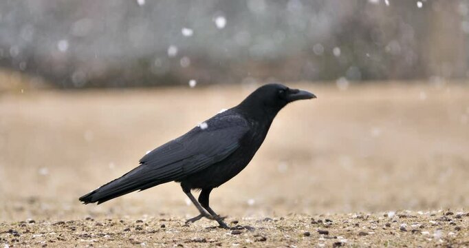 Japanese crow on the ground in snow