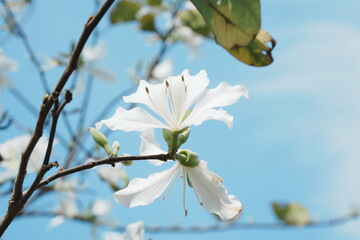 Spring white pear blossoms