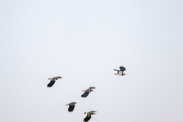 飛翔する構造色が美しい田んぼの貴婦人ことタゲリ（チドリ科）の群れ
英名学名：Northern Lapwing (Vanellus vanellus, family comprising Charadriidae) 
神奈川県平塚市、岡崎の田んぼ-2025年
