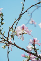pink cherry blossom