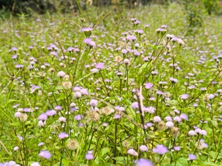 field of daisies