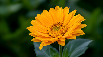 Obraz premium Vibrant Yellow Flower Closeup with Dark Green Background