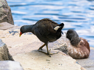 Plain Swamp Hen Head Down On Rock
