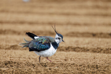 構造色が美しい田んぼの貴婦人ことタゲリ（チドリ科）の群れ
英名学名：Northern Lapwing (Vanellus vanellus, family comprising Charadriidae) 
神奈川県平塚市、岡崎の田んぼ-2025年
