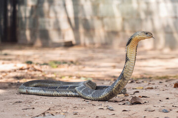 Large venomous snake dangerous neurotoxin. King Cobra - Ophiophagus hannah on the dusty ground.