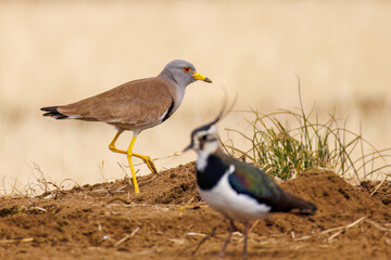 飛翔する美しいケリとタゲリ（チドリ科）の群れ
田んぼの貴族、田んぼの貴婦人
英名学名：Grey-headed Lapwing (Vanellus cinereus, family comprising Charadriidae)
Northern Lapwing (Vanellus vanellus, family comprising Charadriidae) 
神奈川県平塚市、岡崎の田んぼ