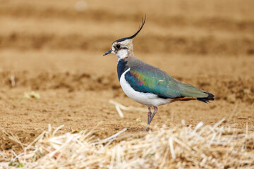 構造色が美しい田んぼの貴婦人ことタゲリ（チドリ科）の群れ
英名学名：Northern Lapwing (Vanellus vanellus, family comprising Charadriidae) 
神奈川県平塚市、岡崎の田んぼ-2025年
