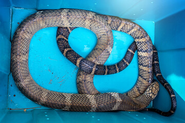 Large venomous snake dangerous neurotoxin. King Cobra - Ophiophagus hannah coiled in a blue plastic...
