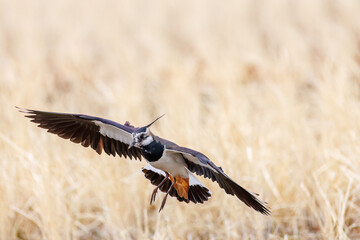 飛翔する構造色が美しい田んぼの貴婦人ことタゲリ（チドリ科）の群れ
英名学名：Northern Lapwing (Vanellus vanellus, family comprising Charadriidae) 
神奈川県平塚市、岡崎の田んぼ-2025年
