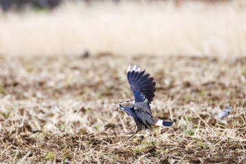 飛翔する構造色が美しい田んぼの貴婦人ことタゲリ（チドリ科）の群れ
英名学名：Northern Lapwing (Vanellus vanellus, family comprising Charadriidae) 
神奈川県平塚市、岡崎の田んぼ-2025年
