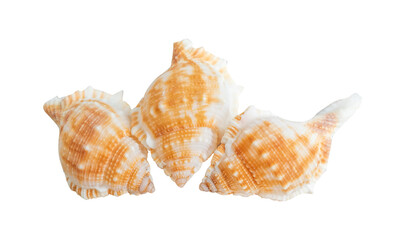 sea shells isolated on white