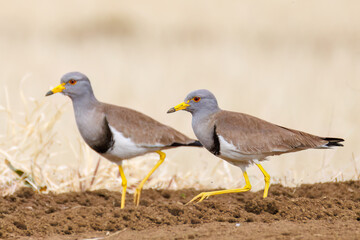 飛翔する美しい田んぼの貴族ことケリ（チドリ科）の群れ
英名学名：Grey-headed Lapwing (Vanellus cinereus, family comprising Charadriidae)
神奈川県平塚市、岡崎の田んぼ-2025年
