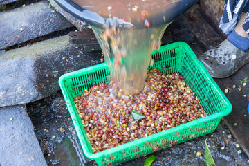 Close up hand harvest red ripe coffee seed robusta arabica berry harvesting coffee farm. Hand...