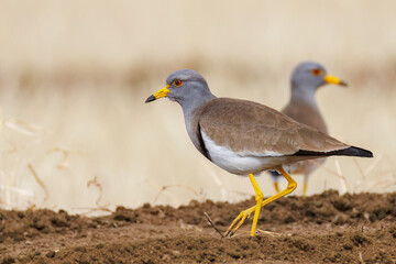 飛翔する美しい田んぼの貴族ことケリ（チドリ科）の群れ
英名学名：Grey-headed Lapwing (Vanellus cinereus, family comprising Charadriidae)
神奈川県平塚市、岡崎の田んぼ-2025年
