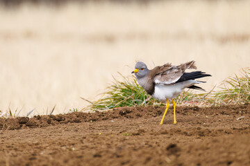 飛翔する美しい田んぼの貴族ことケリ（チドリ科）の群れ
英名学名：Grey-headed Lapwing (Vanellus cinereus, family comprising Charadriidae)
神奈川県平塚市、岡崎の田んぼ-2025年
