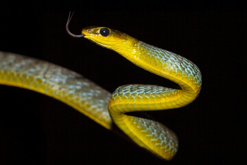 Australian Common Tree Snake flickering it's tongue