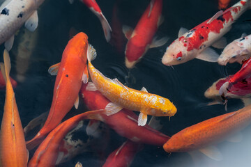 The school of koi fish in a pond