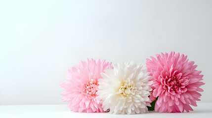 Three Delicate Pink and White Dahlias on White Background