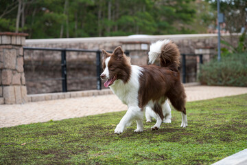 The Border Collie Walking Outdoors