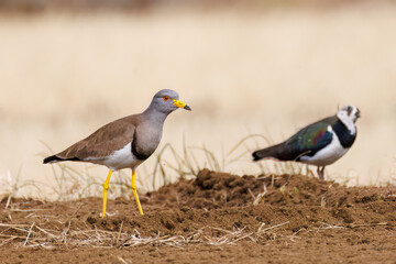 飛翔する美しいケリとタゲリ（チドリ科）の群れ
田んぼの貴族、田んぼの貴婦人
英名学名：Grey-headed Lapwing (Vanellus cinereus, family comprising Charadriidae)
Northern Lapwing (Vanellus vanellus, family comprising Charadriidae) 
神奈川県平塚市、岡崎の田んぼ