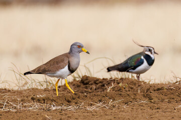 飛翔する美しいケリとタゲリ（チドリ科）の群れ
田んぼの貴族、田んぼの貴婦人
英名学名：Grey-headed Lapwing (Vanellus cinereus, family comprising Charadriidae)
Northern Lapwing (Vanellus vanellus, family comprising Charadriidae) 
神奈川県平塚市、岡崎の田んぼ
