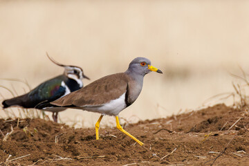 飛翔する美しいケリとタゲリ（チドリ科）の群れ
田んぼの貴族、田んぼの貴婦人
英名学名：Grey-headed Lapwing (Vanellus cinereus, family comprising Charadriidae)
Northern Lapwing (Vanellus vanellus, family comprising Charadriidae) 
神奈川県平塚市、岡崎の田んぼ