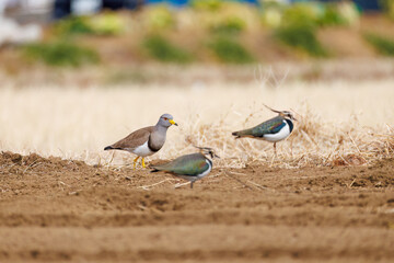 飛翔する美しいケリとタゲリ（チドリ科）の群れ
田んぼの貴族、田んぼの貴婦人
英名学名：Grey-headed Lapwing (Vanellus cinereus, family comprising Charadriidae)
Northern Lapwing (Vanellus vanellus, family comprising Charadriidae) 
神奈川県平塚市、岡崎の田んぼ