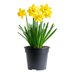A Vibrant Potted Daffodil Plant with Yellow Flowers Isolated on Transparent Background